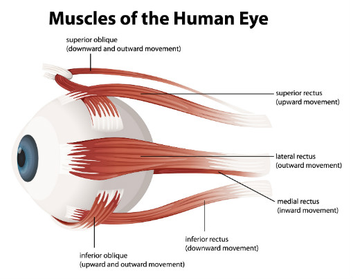 The superior oblique muscle within the human eye Muscles of the human eye